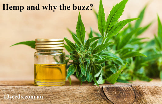 Hemp and why the buzz? - 13 Seeds Hemp Farm