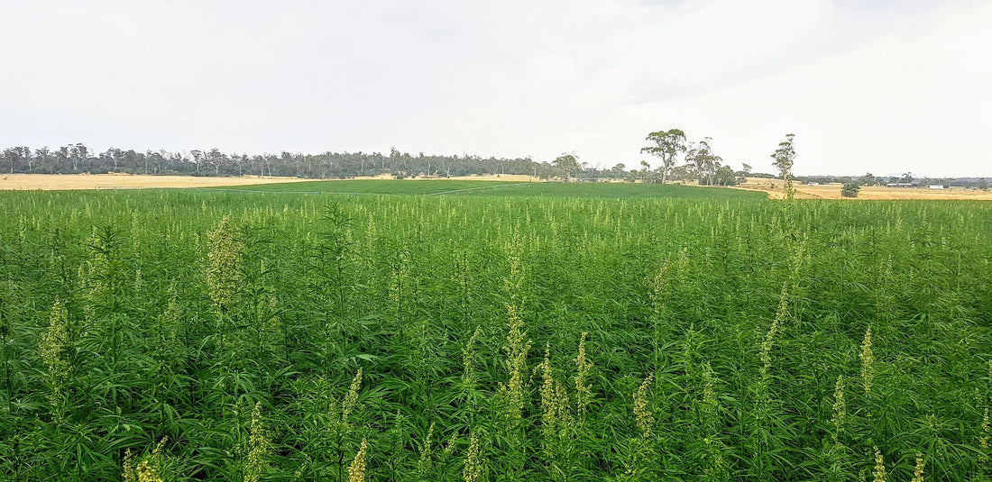 Lead the way with this Sustainable Superfood! - 13 Seeds Hemp Farm