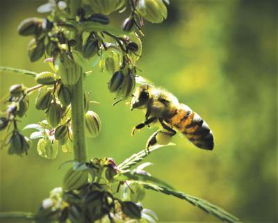 Hemp Honey is a powerhouse! Here's why. - 13 Seeds Hemp Farm