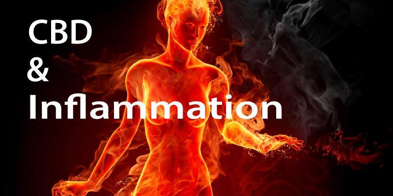 CBD and Inflammation - 13 Seeds Hemp Farm
