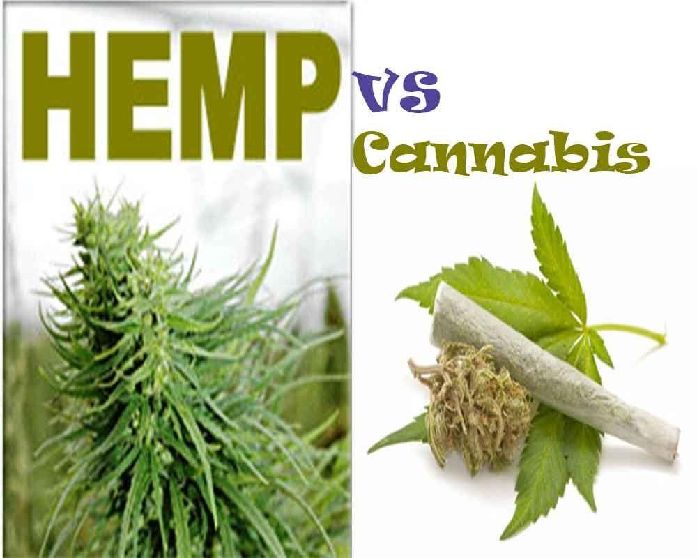 Hemp Vs Marijuanna - By Terry Memory - 13 Seeds Hemp Farm