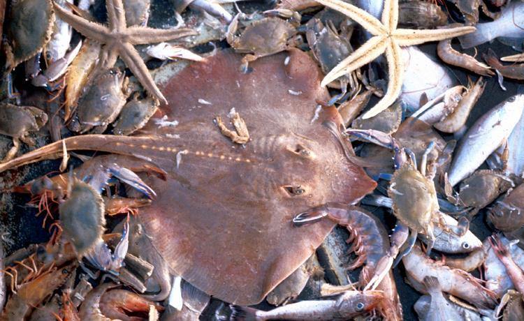 Hemp Oil - The Omega Solution - By Tony De Souza - 13 Seeds Hemp Farm