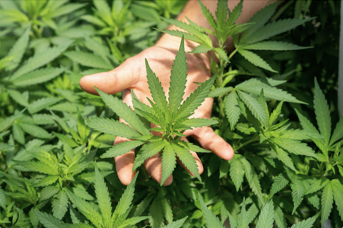 Why Hemp?
