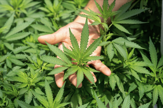 Why Hemp?
