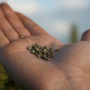 NutriSeed+