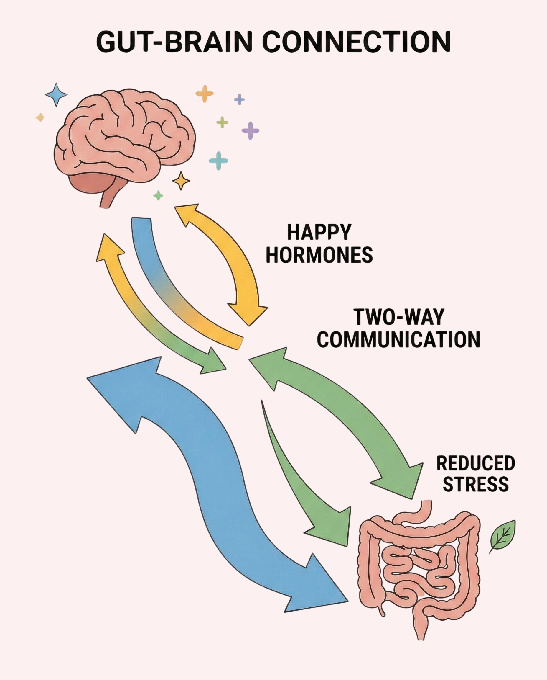 Gut-brain connection showing two-way communication between the brain and digestive system